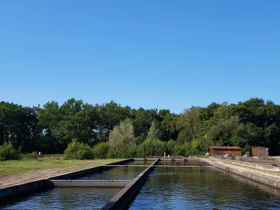 De nombreux bassins permettent aux esturgeons de nager et de se développer sereinement.