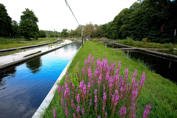 Le Moulin de la Cassadotte était la première ferme aquacole française pour l'élevage d'esturgeons.