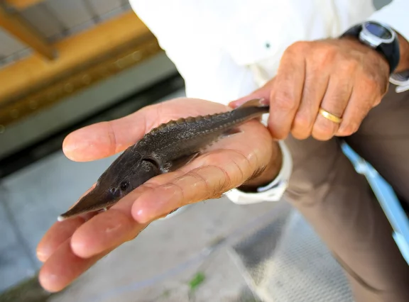 Un petit esturgeon.