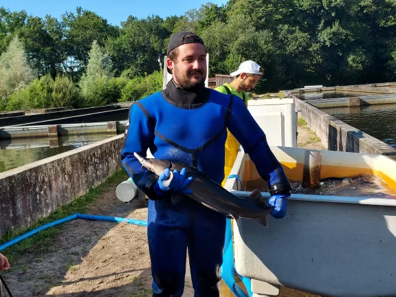 Une à une, les femelles sont pêchées pour faire une biopsie.