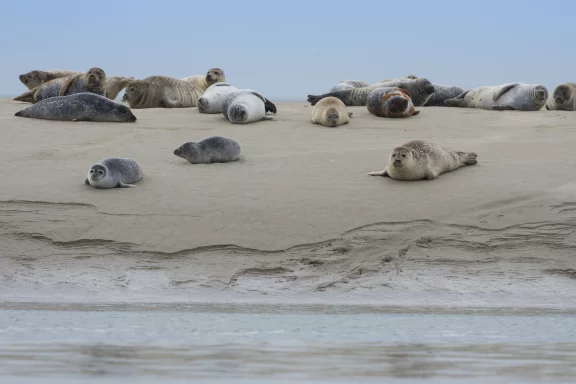 Phoques en baie de Somme. Photo Stéphane Bouilland