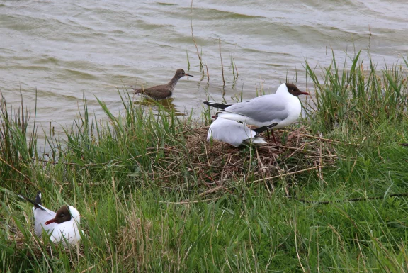 Le parc du Marquenterre abrite 350 espèces d'oiseaux.