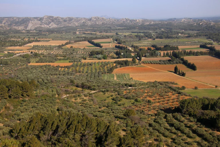 Vue sur les champs d'oliviers depuis les Baux de Provence.