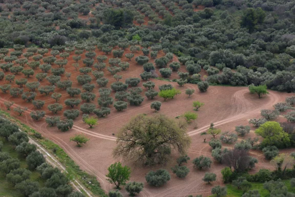 On compte environ 600 000 oliviers dans les Alpilles qui produisent 20% de l'huile d'olive française.