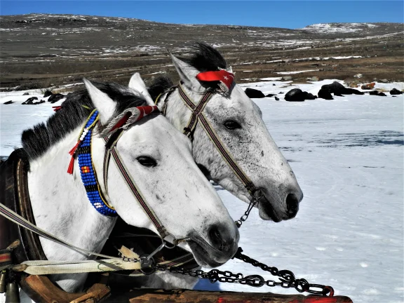 Sur le lac Cildir en bonne compagnie
