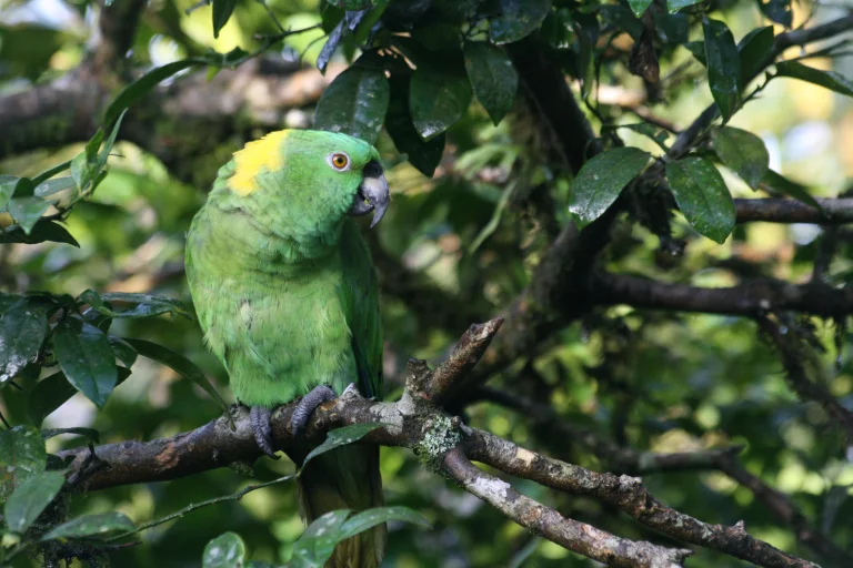 Perroquet sur une branche au Costa Rica.