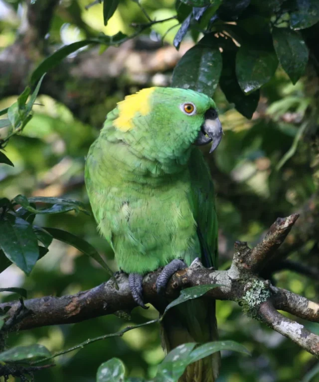 Perroquet sur une branche au Costa Rica.