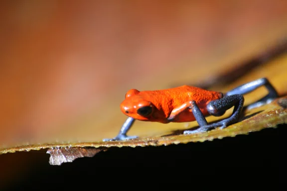 La grenouille fraise, ainsi nommée en raison de sa couleur, est une curiosité des forêts du Costa Rica.