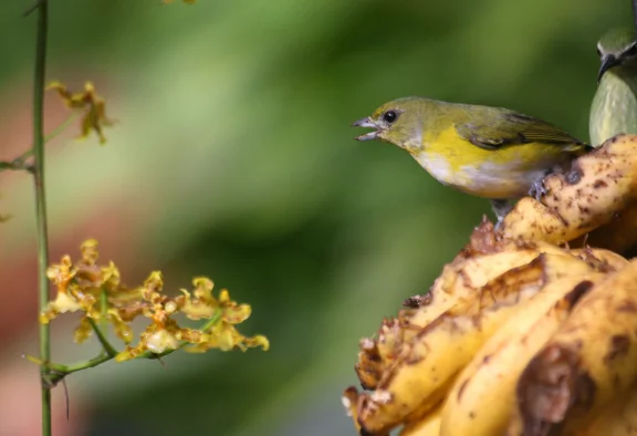 Le Costa Rica est connu pour son extraordinaire richesse faunistique. Parmi les espèces emblématiques figure le colibri. 
