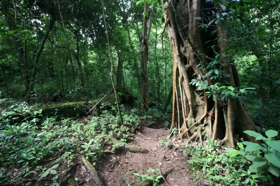 Forêt primaire du parc de Paolo Verde.