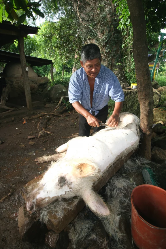 La saignée du cochon.