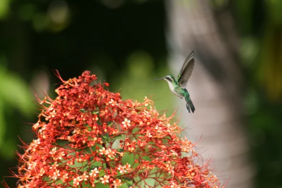 Colibri en vol.