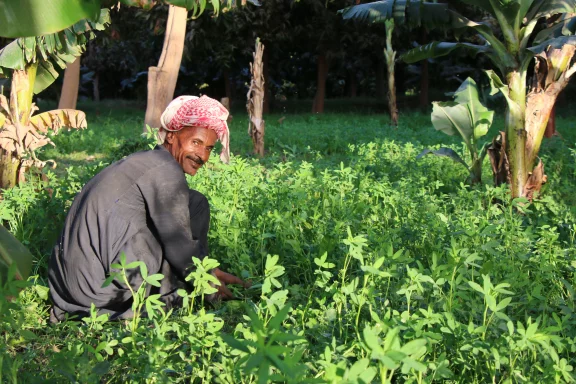 Culture le long du Nil.