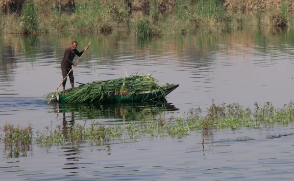 Transport de plantes aquatiques qui serviront de fourrage.