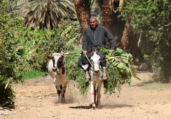 Scéne de vie paysanne.