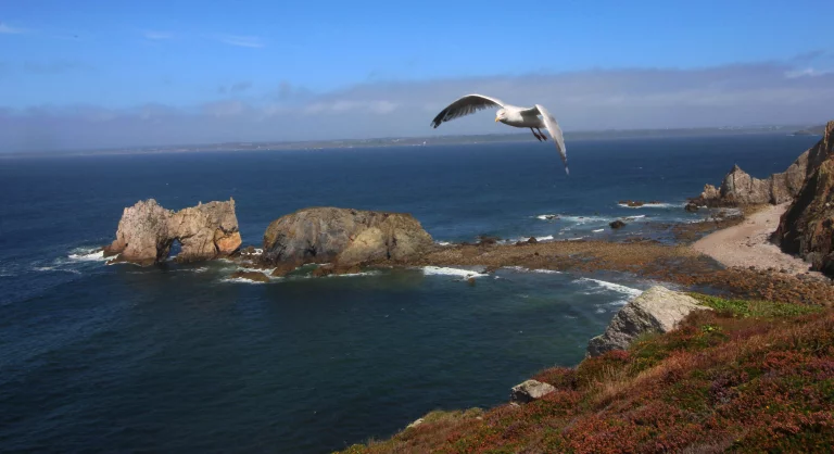 Une mouette survolant les landes de bruyères qui habillent la côte.