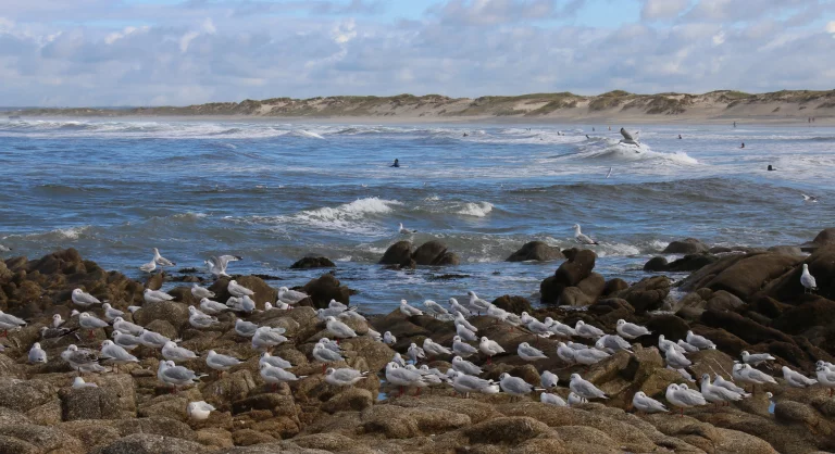 Mouettes au bord de l'eau.