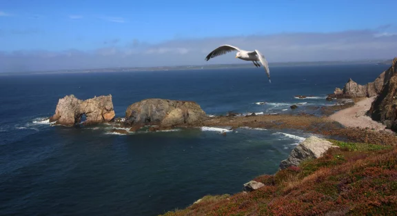 Une mouette survolant les landes de bruyères qui habillent la côte.