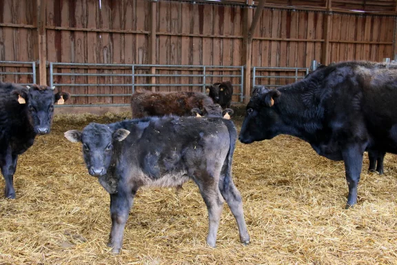 L'élevage de boeufs wagyu au domaine Rymska.