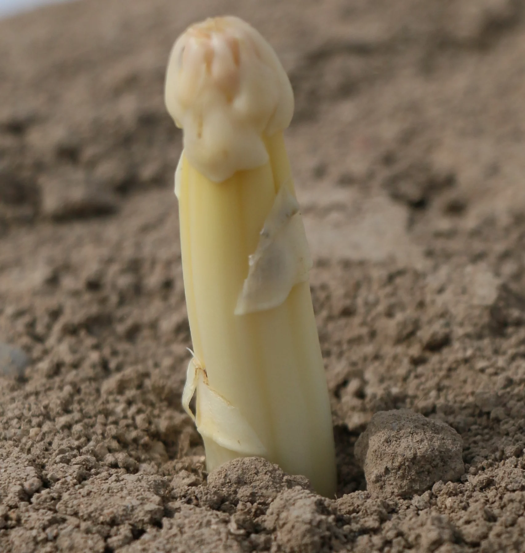 L'asperge d'Alsace a été importée d’Algérie au 19e siècle par un pasteur.