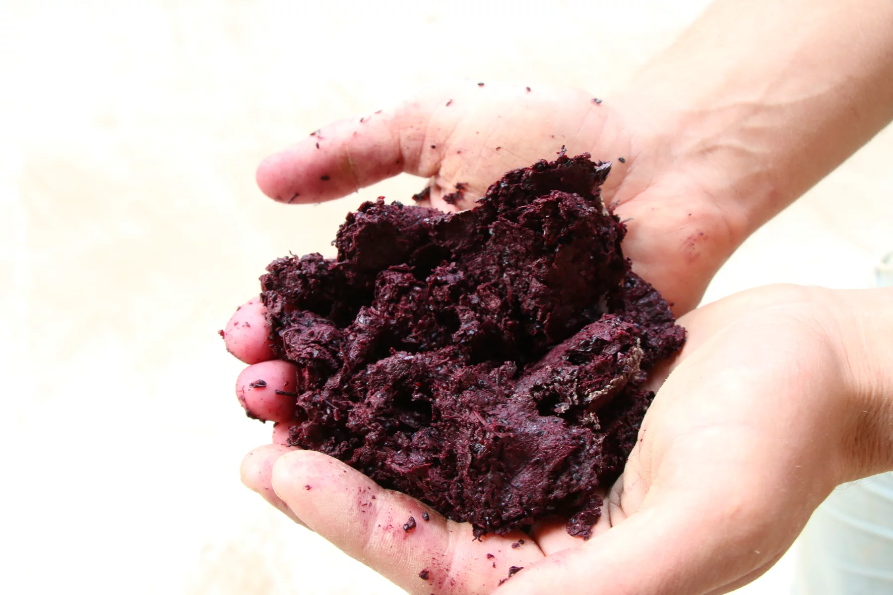 Le gène de raisin obtenu après fermentation du vin et la distillation des marcs est donné au troupeau.