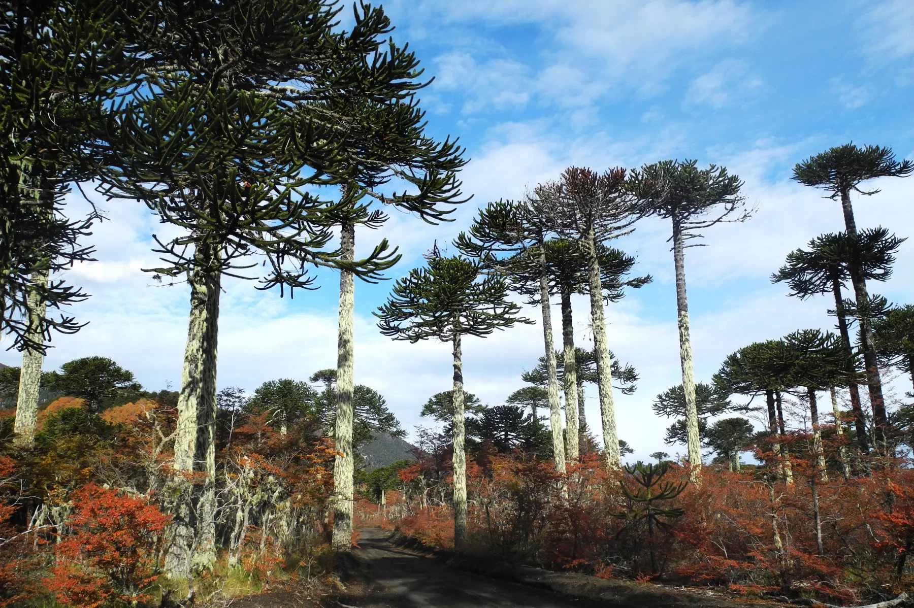 L'araucaria roi, protecteur et nourricier