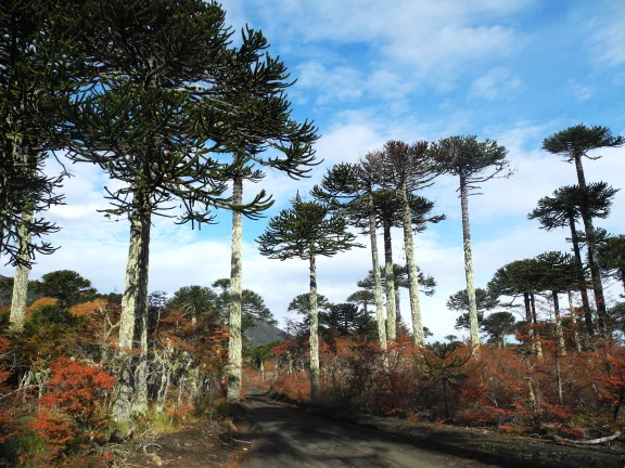 L'araucaria roi, protecteur et nourricier