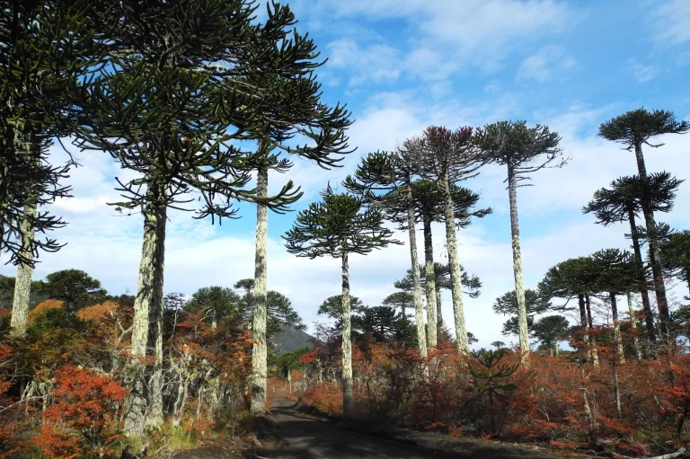 L'araucaria roi, protecteur et nourricier