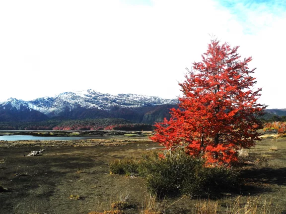 Parc national Conguillio