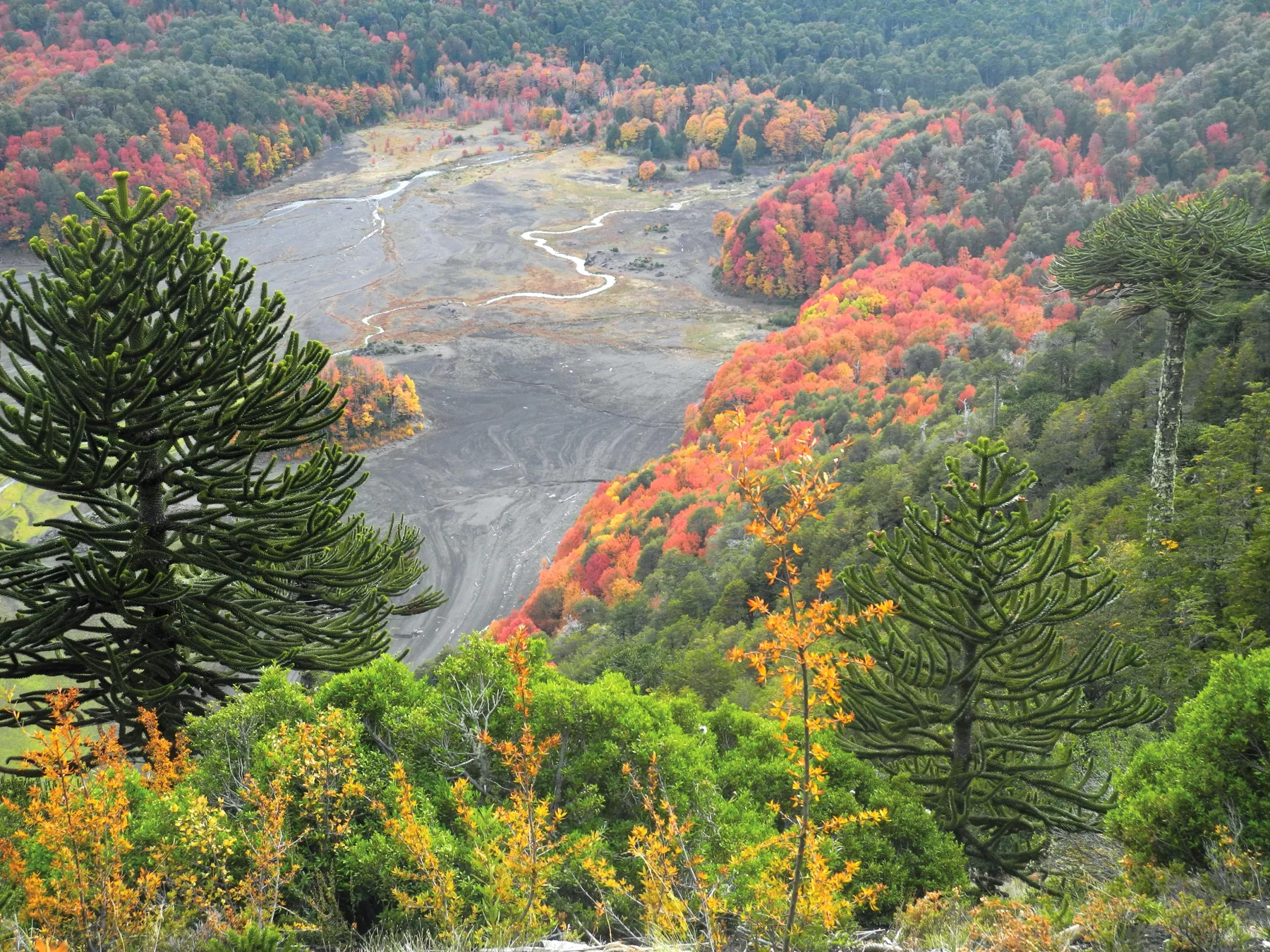 La randonnée est accessible, les paysages grandioses. Le parc national de Conguillio est un trésor de l'Araucanie