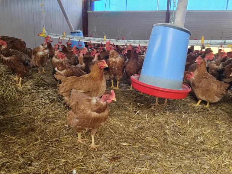 les poulets sont engraissés entre 90 et 120 jours