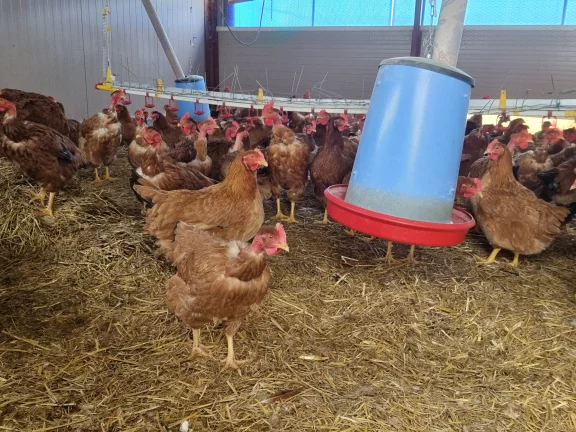 les poulets sont engraissés entre 90 et 120 jours