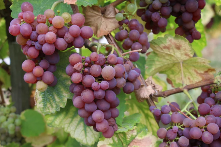La savagnin rosé, un cépage rare en Alsace.