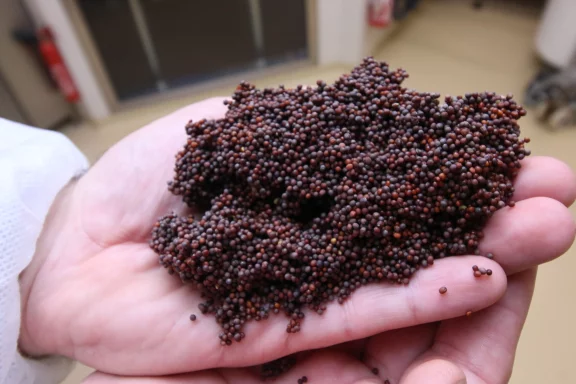 Les graines de moutarde.