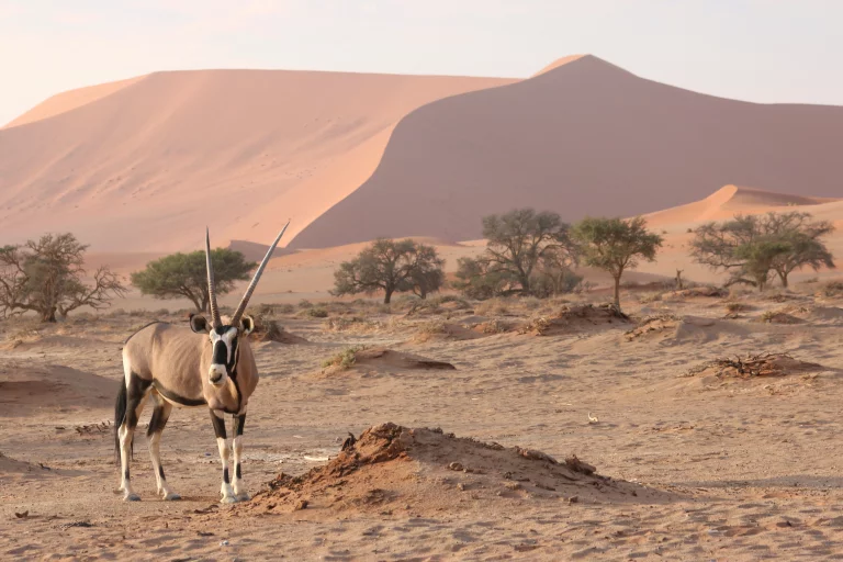 Un oryx dans le Namib avec en arrière plan les dunes de de Sossusvlei, réputées les plus hautes du monde.