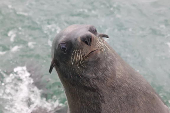Cape Cross, le long de l'Atlantique abrite une importante colonie d'otaries.