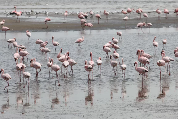 Les flamants roses à Walvis Bay.