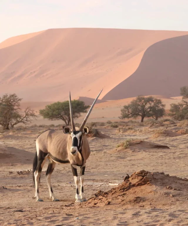 Un oryx dans le Namib avec en arrière plan les dunes de de Sossusvlei, réputées les plus hautes du monde.