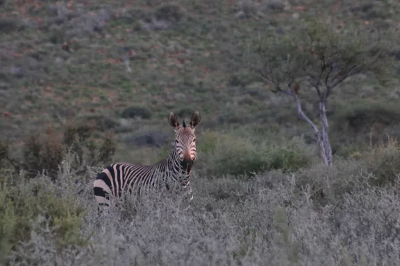 Le zèbre de Hartmann est une sous espèce de zèbre de montagne vivant en Afrique australe.
