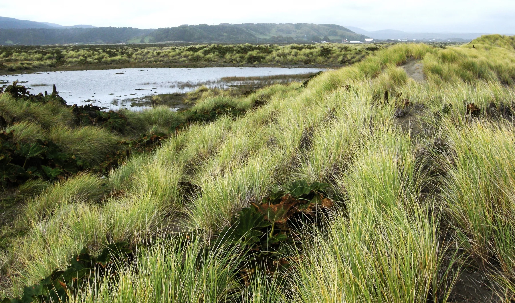 Dans la région de Cucao, sur la côte Pacifique, non loin du parc national Chiloé