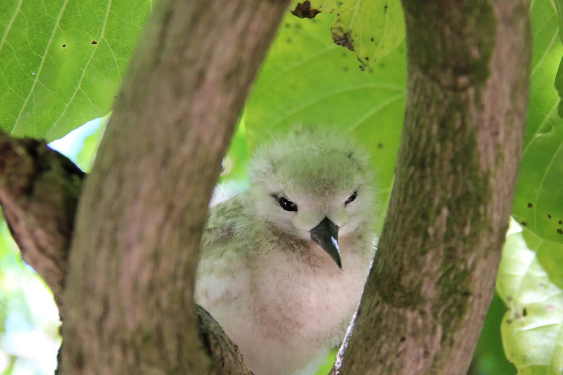 En 1968, l'ONG Birdlife International a acheté l'île Cousin pour sauver des oiseaux menacés d'extinction.