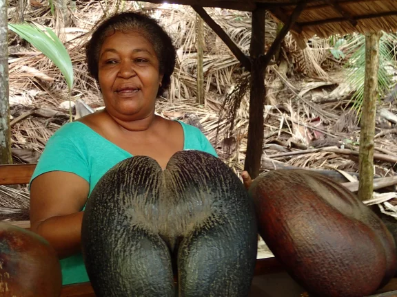 C'est sur l'île de Praslin que l'on trouve les palmiers dont les fruits sont les fameux cocos de mer (coco fesses).