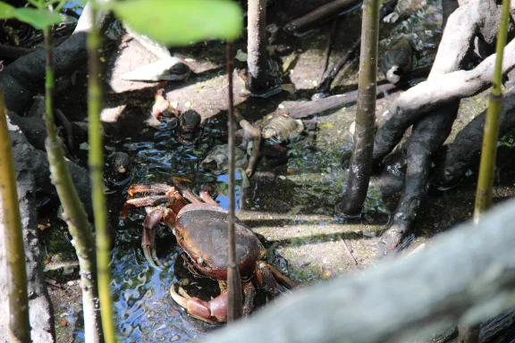 Dans la mangrove de Curieuse.