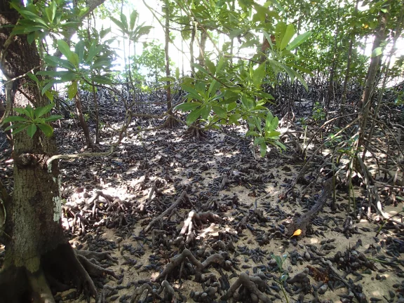 Dans la mangrove de Curieuse.
