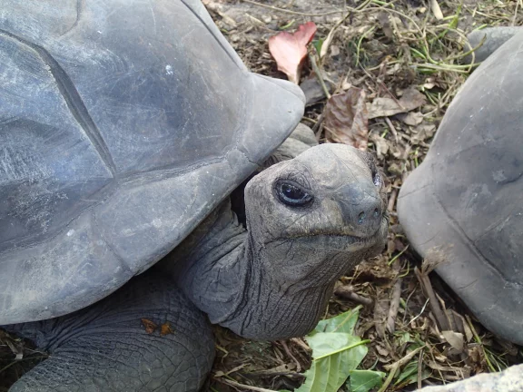 Les tortues géantes des Seychelles.