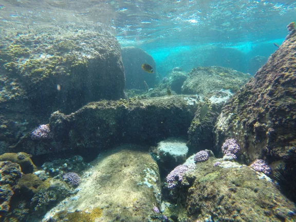 Fascinant paysage sous marin.