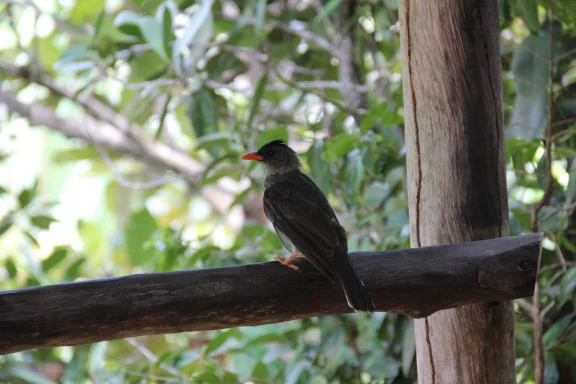 Le bulbul merle est une espèce endémique des Seychelles. son chant n'est pas vraiment mélodieux!
