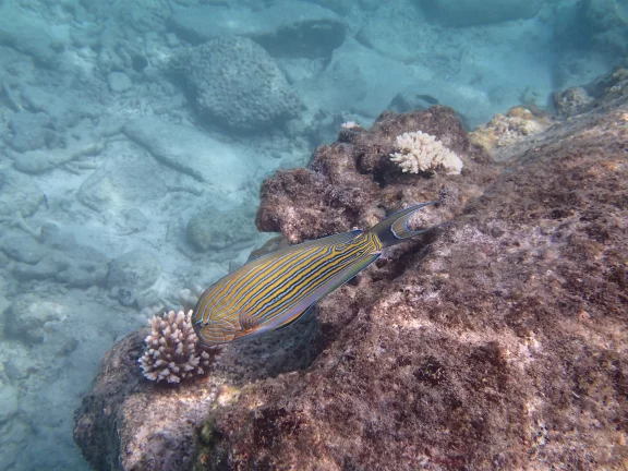 Pas besoin de faire de la plongée pour voir les poissons.
