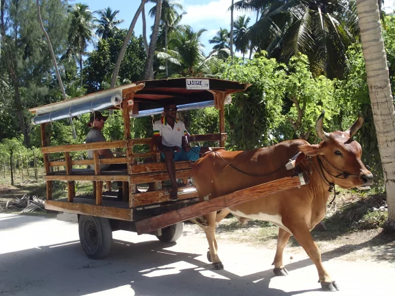 Pas de voitures sur La Digue. les déplacements se font à bord de carrioles, à vélo ou à pied.