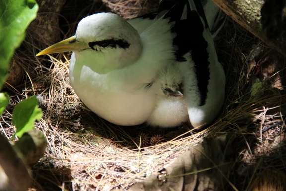 Sur Cousin vivent entre 500 000 et 800 000 oiseaux terrestres d'une centaine d'espèces.